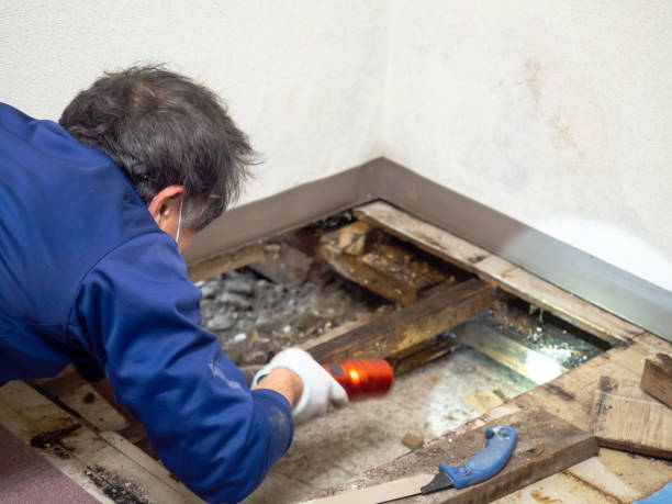 Best Basement Mold Remediation in Perry, OH