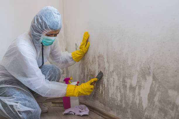 Best Industrial Mold Remediation in Perry, OH