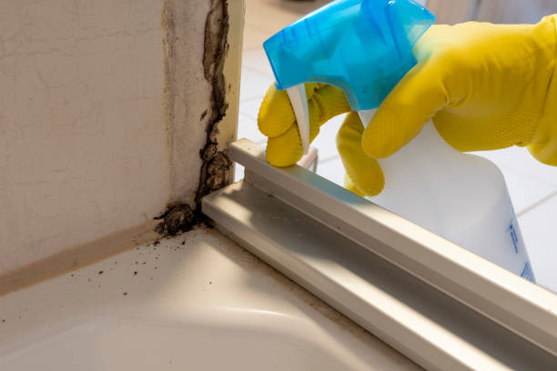 Best Commercial Mold Remediation in Perry, OH