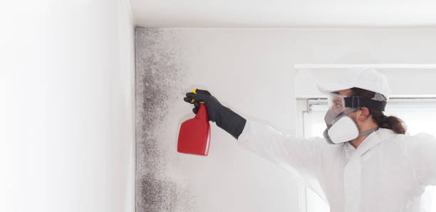 Best HVAC Mold Remediation in Perry, OH