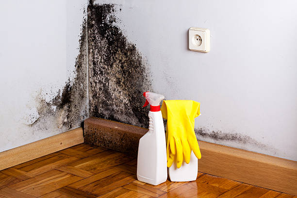 Best Post-Flood Mold Remediation in Perry, OH