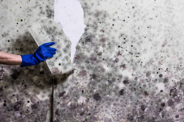 Best Bathroom Mold Remediation in Perry, OH
